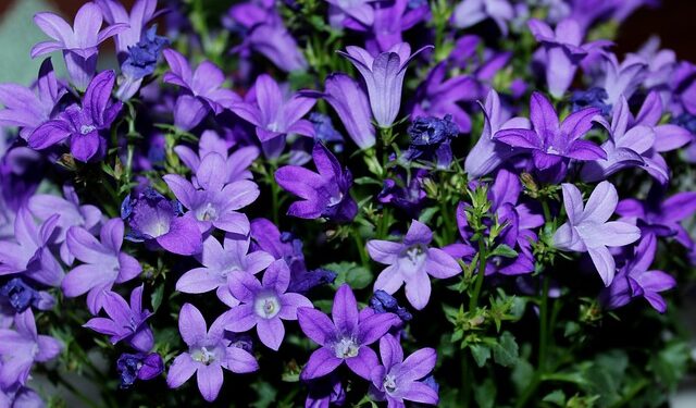 Campanula - Perennial Plant, How to grow