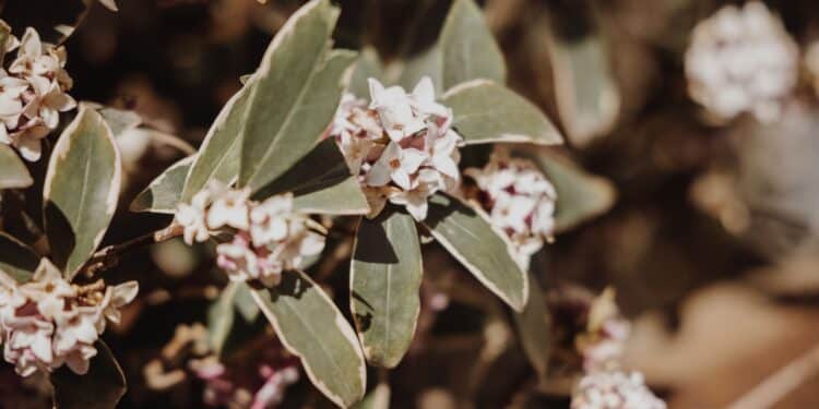 Daphne Garden Plant Design Information