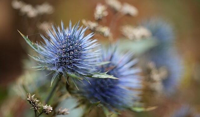 Eryngium - Perennial Plant, How to grow