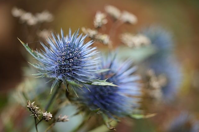 Eryngium - Perennial Plant, How to grow