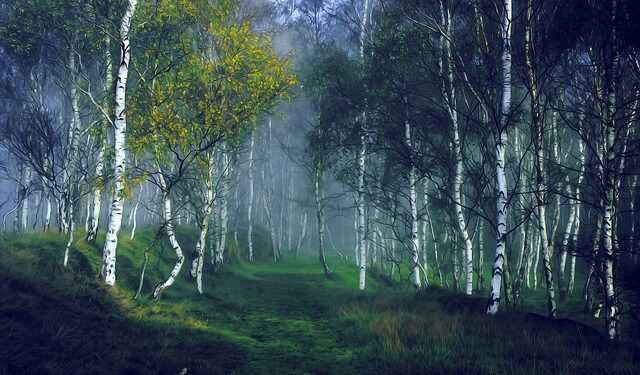 Caring for Birch Trees - Betula