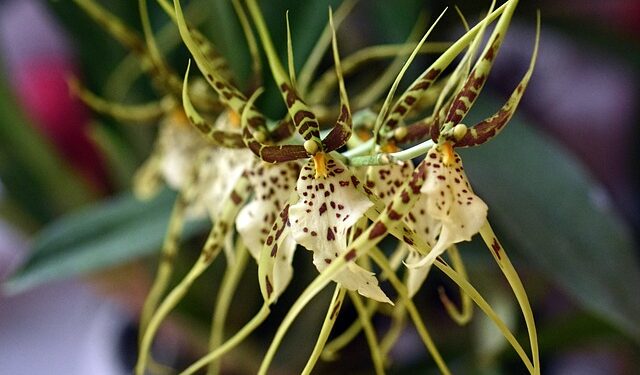 BRASSIA Spider Orchid, Growing and Care