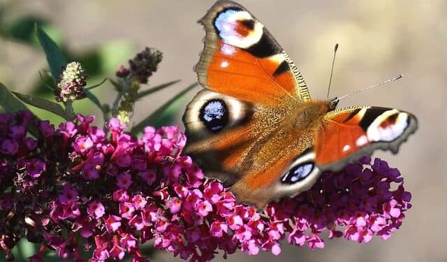 BUDDLEIA or BUTTERFLY BUSH where to plant, prune and care for
