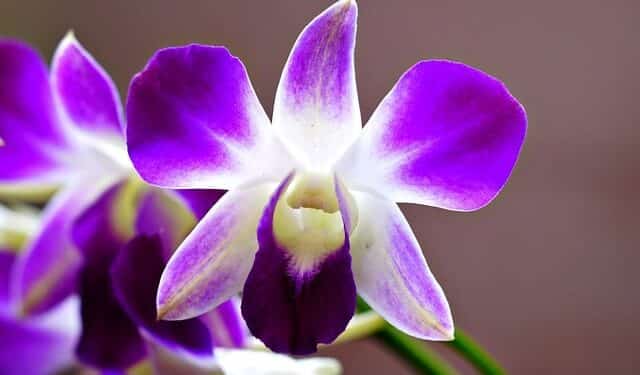 Dendrobium Orchid Garden Plants Design Information