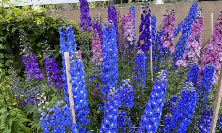 Delphinium Plant Care