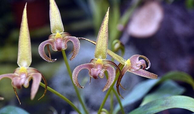 Bulbophyllum Orchids Care, Plant and Growth