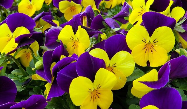 pansy, perennial