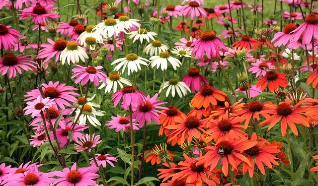 Echinacea - Perennial Plant, How to grow