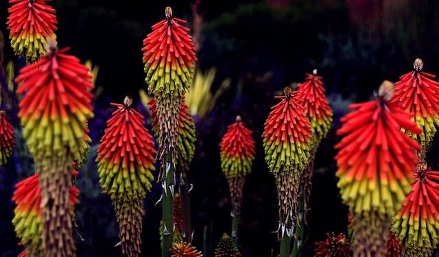 Red Hot Poker