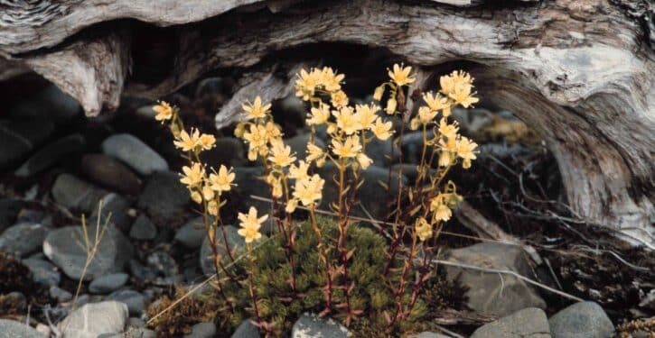 Saxifraga- Perennial Plant, How to grow