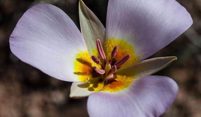 CALOCHORTUS Mariposa Lily, Globe Tulip