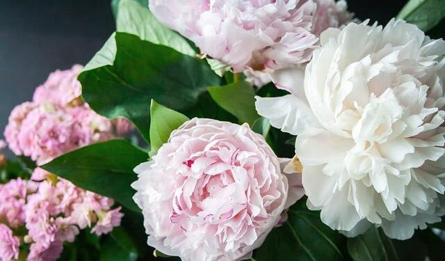 Peony Tips for June