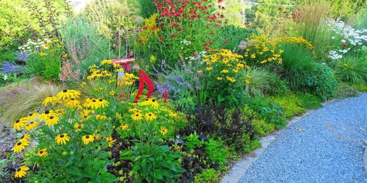 Gardening tasks to Do in July