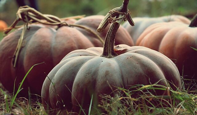 COMPOST FEEDING YOUR PUMPKIN
