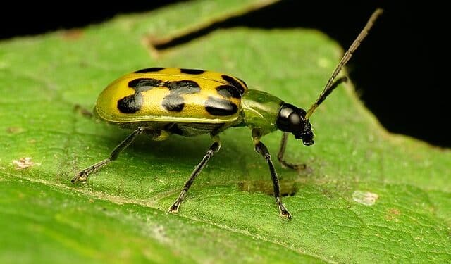 How to control Cucumber Beetle in your garden
