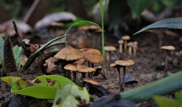How to treat Soil borne fungus disease