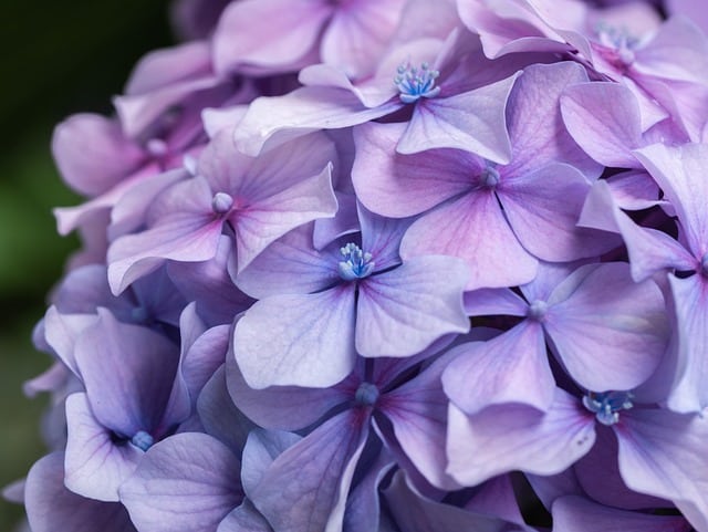 hydrangea, shrub, shade gardening