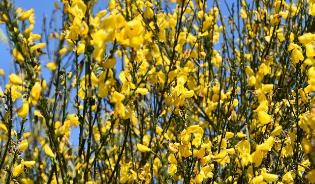 Cytisus, broom