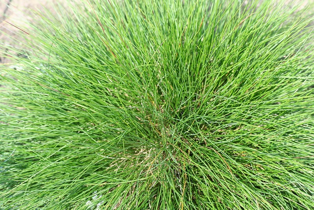 Fescue grass, low maintenance plant