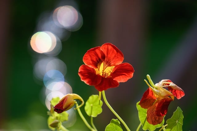 nasturtium, annual flower