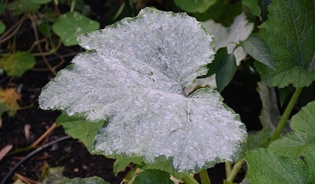 powdery mildew plants