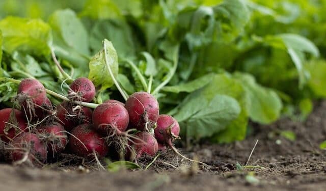 organic gardens mini