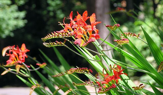 Crocosmia