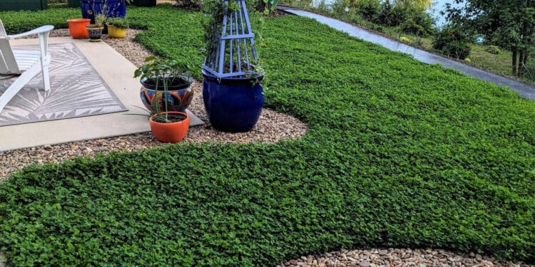 Better Lawn from the Ground Up Miniclover Groundcover