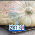 2025 world record pumpkin