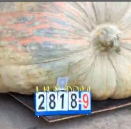 2025 world record pumpkin