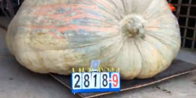 2025 world record pumpkin