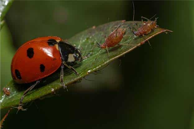 Ladybug and aphids