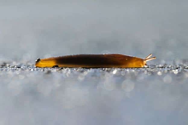 PNW slug