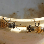bees