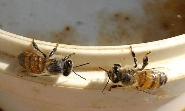 bees