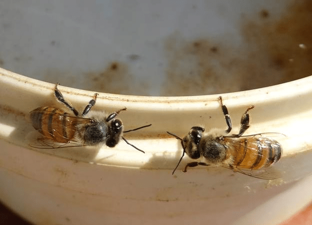 bees